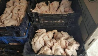 أمانة نجران تضبط 193 كرتوناً من الدجاج الفاسد