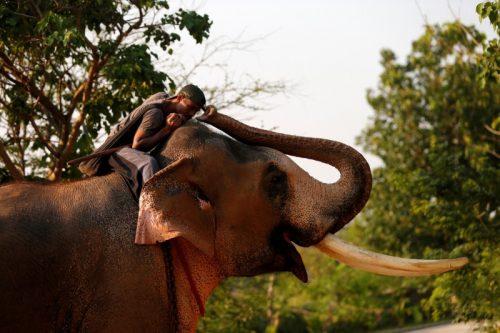 تايلاند.. فيل بري يتعرف على بيطري عالجه قبل 12 عاما (صور)