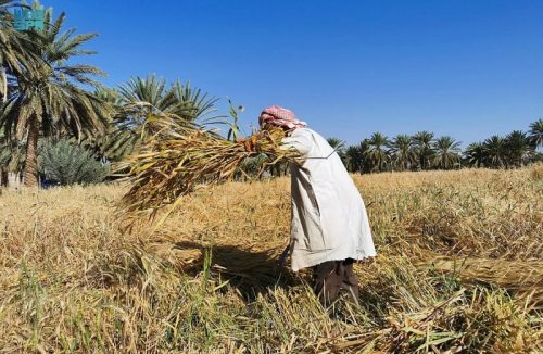 حقول القمح بنجران تؤذن بموسم حصاد وفير