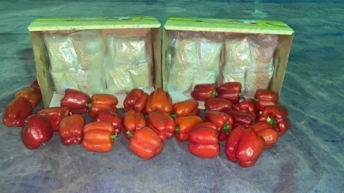 ٢٠٢٢١٠١٩_١١٢١١٩-1000×563