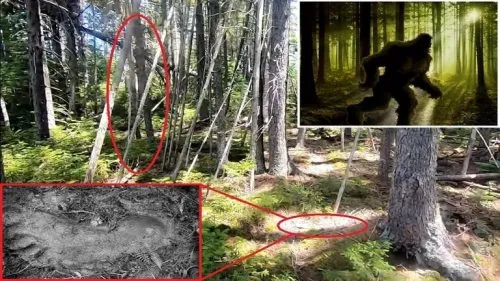 63c0008f4c59b746087cc910